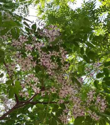 楝花的花语（楝花的图片）