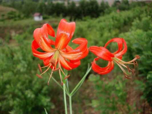 山丹丹花花语及寓意（家养山丹丹花寓意）