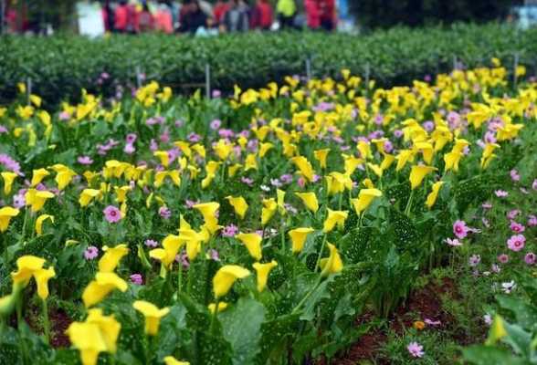 长春花海芋花花语（长春的花海）