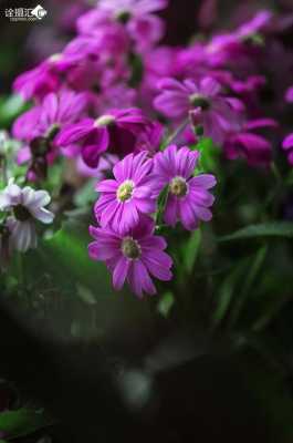 非洲雏菊图片及花语（紫色雏菊图片及花语）