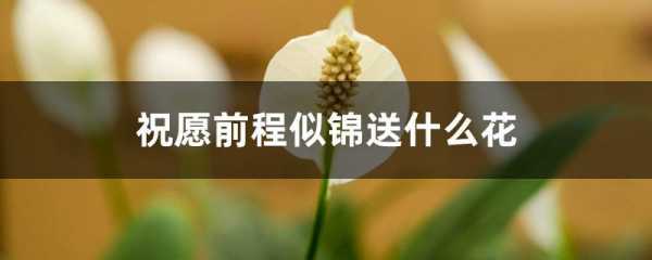 花语是前程似锦的（前程似锦什么花）