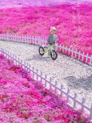 芝樱花花语（芝樱花介绍）