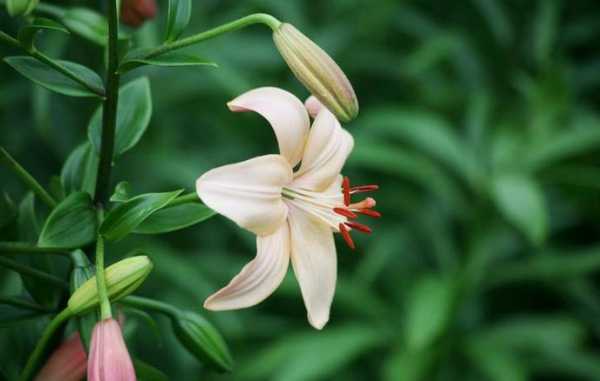 白鹤宇的花语（百合花花语）