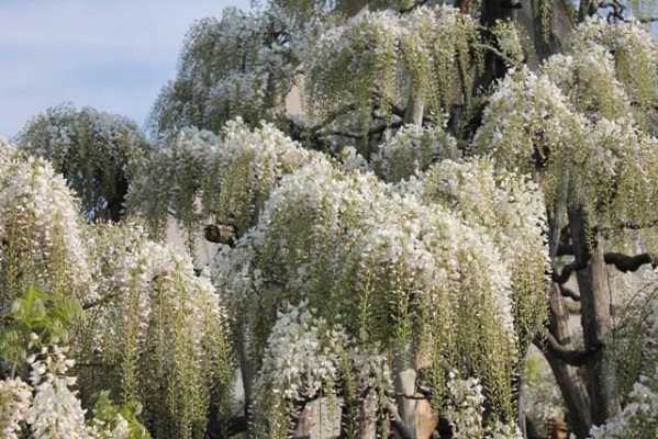 白藤花语（白藤开花什么意思）