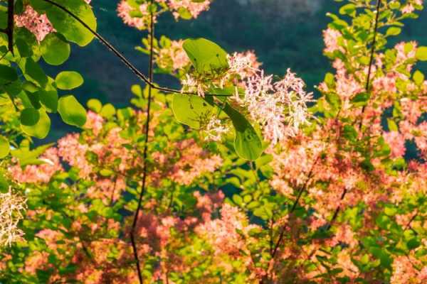 黄栌花语（黄栌花语和象征）