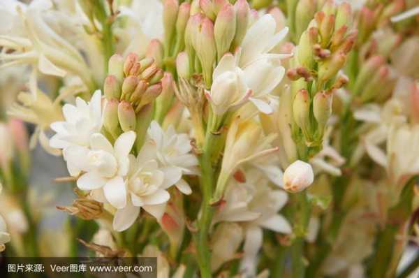 晚香花花语（晚香玉花香好闻吗）