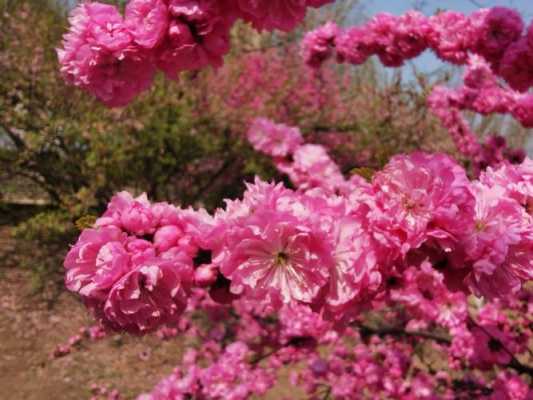 榆树梅花语（榆树的花语和寓意）