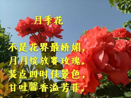 月季花花语文案（月季花的文案）