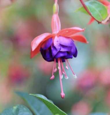 灯笼花的花语是（灯笼花的花语是什么）