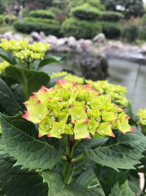 食用状元是哪种花的花语（状元花的功效与作用）