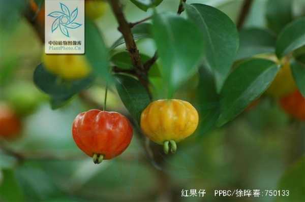 红果仔花语（红果子花叫什么）