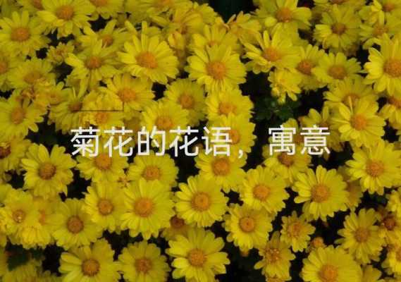 菊花花语及意义（菊花的花语与寓意是什么）