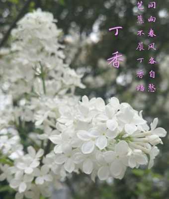 日本丁香花花语（丁香花的花语与寓意）