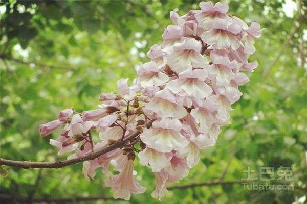 有关桐的花语（桐花象征）