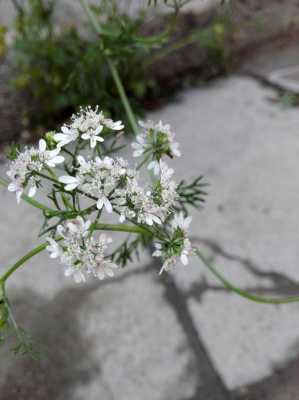 芫荽的花语（芫荽象征什么）