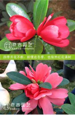 茶花杜鹃花语（茶花 杜鹃花 哪个好养）