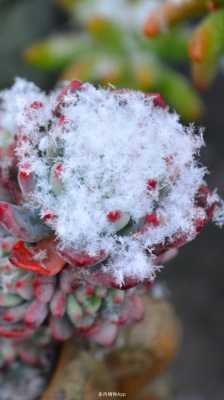 多肉雪花花语（多肉植物雪花）