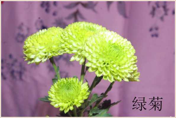 绿菊花花语代表什么意思（绿菊花花语是什么意思）