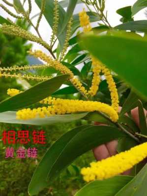 相思树花的花语是什么（相思树的花叫什么）