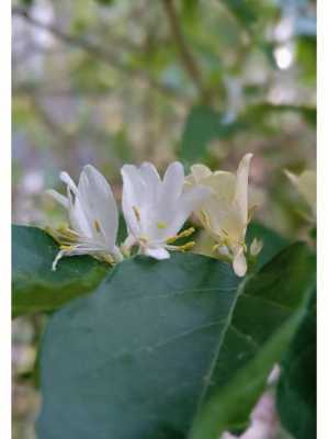 忍冬花语是什么（忍冬花语和寓意）