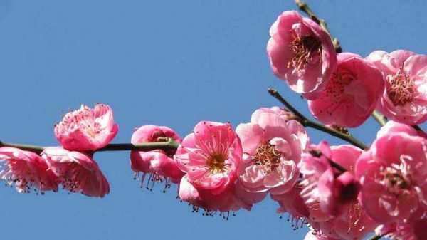 梅花花的花语和象征（梅花花的象征意义）