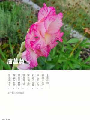 唐菖蒲图片花语（唐菖蒲图片 花语）