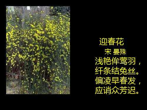 迎春花花语标语（迎春花的寄语）