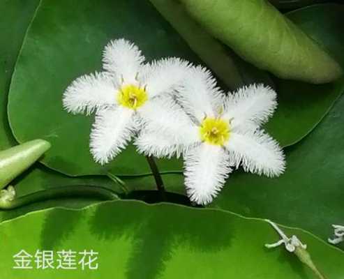 金银睡莲花语（金银莲花是睡莲吗）