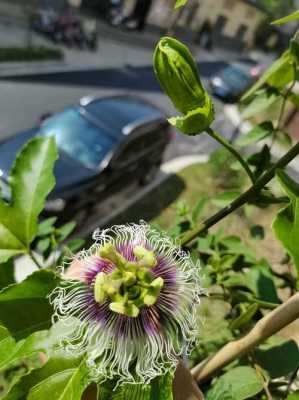 百香果花的花语是什么（百香果花叫什么名字）