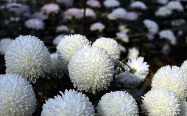 白色的菊花的花语（白色乒乓球菊花花语）