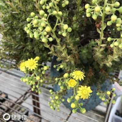 小人祭花语（小人祭花语是什么意思）