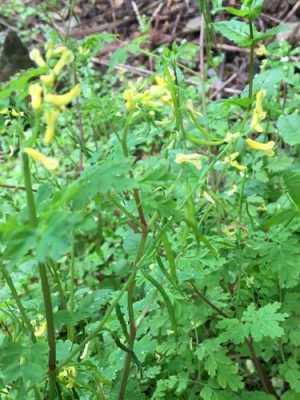 黄堇花语（小黄花堇作用）