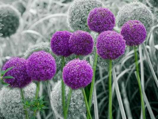 花荵花语（花语大全及图片）