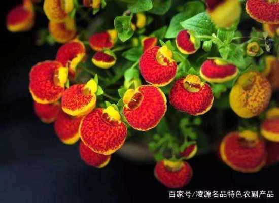 什么花的花语与钱有关（什么花花语是好久不见）