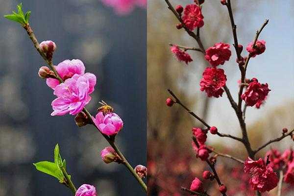 桃花与梅花的花语（桃花和梅花的诗句有哪些）