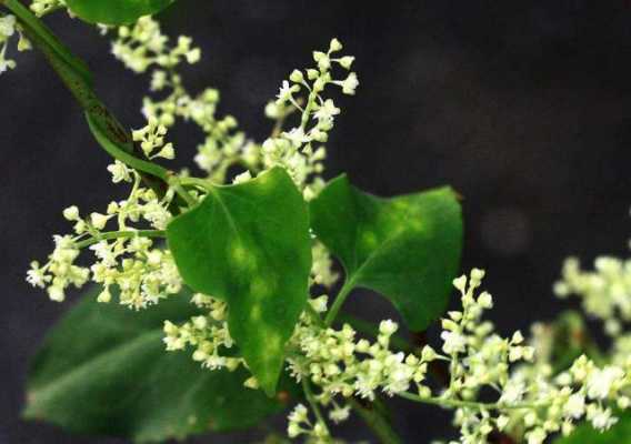 何首乌花花语（何首乌的花怎么食用）