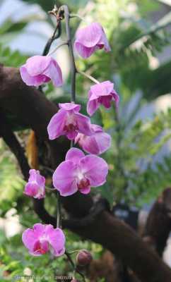 蝴蝶楹花语（蝴蝶花树）