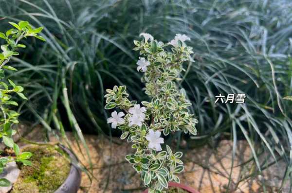 六月雪的花语（六月雪的花语和寓意）