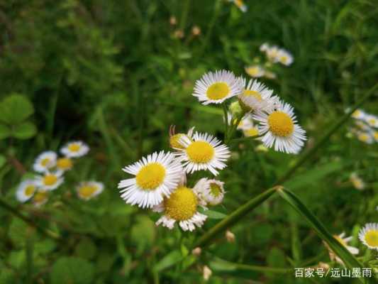 野匊花的花语（野花又叫什么名字）