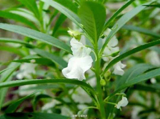 子甲花花语（甲子花开）