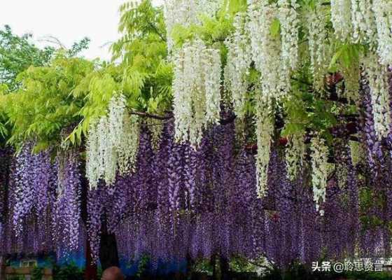 藤花花语用日语怎么说（藤萝花日语）