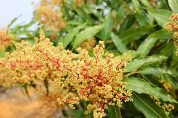 忙果花的花语（芒果花花语）