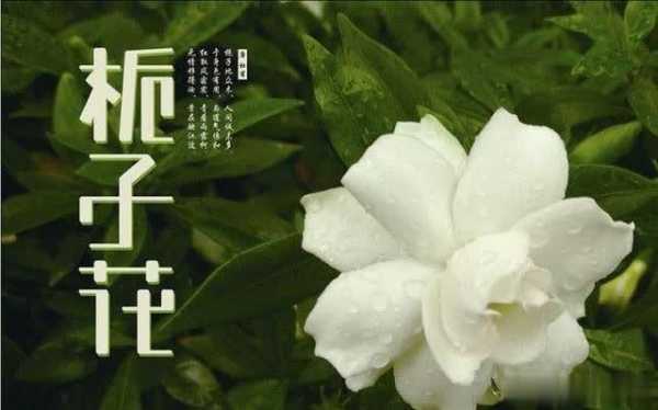 七个字概括栀子花花语（七个字概括栀子花花语的意思）