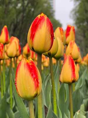 郁金香的花语和寓意和象征（郁金香花）