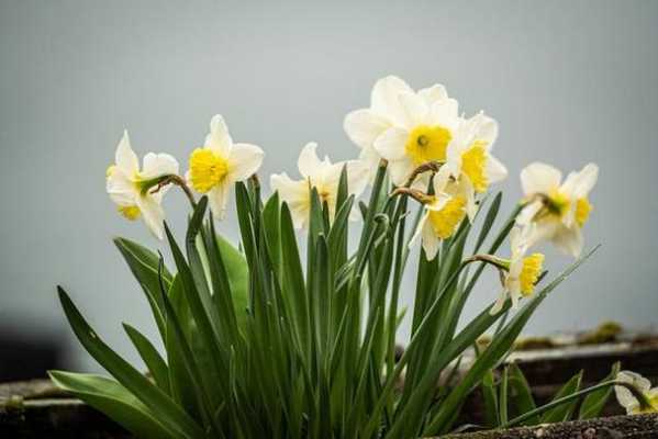 水仙花花语的两种说法（水仙花花的花语）