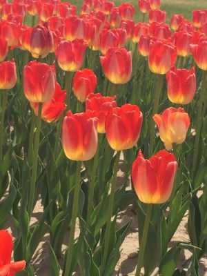 郁金香花语朋友（郁金香花怎么发朋友圈）