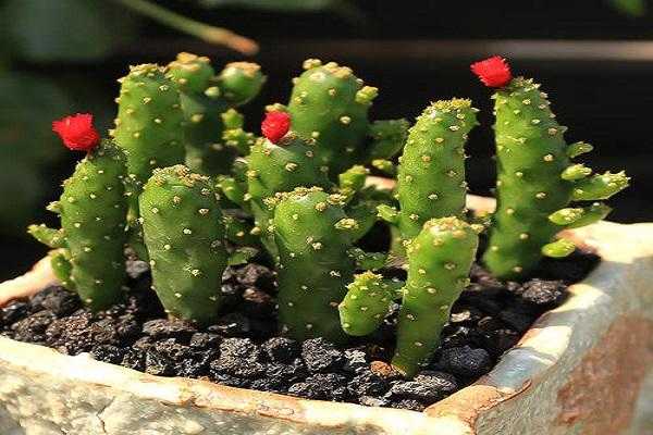 招财手植物花语（招财手花卉）