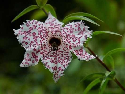 豹子花的花语（豹子花属）