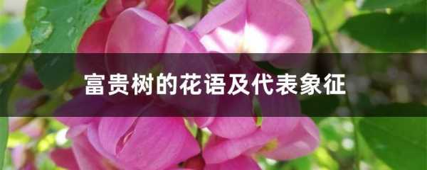 树花语代表（各种树的花语及寓意）