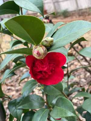 冬天山茶花花语（冬日里的山茶花）